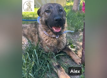 Alex – jetzt ist das Leben dran!