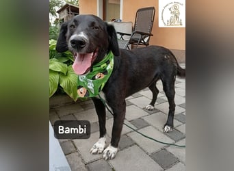 Bambi – Mehr braucht es nicht!