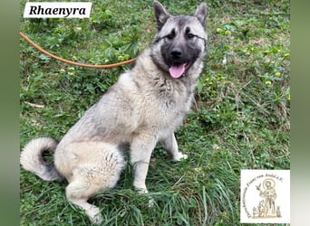 Rhaenyra – auffallen kann sie, bleiben möchte sie!