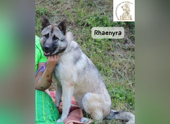 Rhaenyra – auffallen kann sie, bleiben möchte sie!