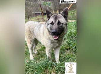 Rhaenyra – auffallen kann sie, bleiben möchte sie!