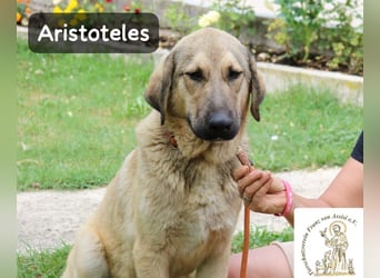 Aristoteles – Entdecker auf der Suche nach seinem Team!