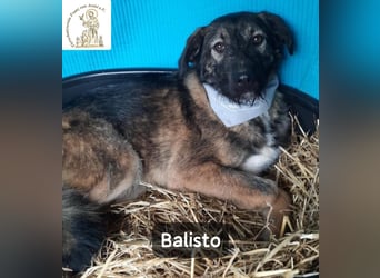 Balisto – vorsichtig? Ja. Langweilig? Ganz sicher nicht!