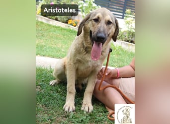 Aristoteles – Entdecker auf der Suche nach seinem Team!