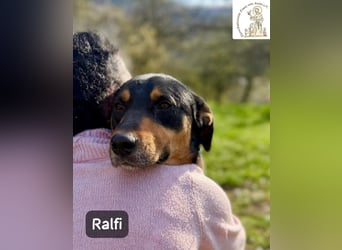 Ralfi – Für manche Hunde gibt es einfach nicht die richtigen Worte!