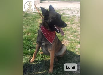 Luna – Köpfchen, Power und definitiv Pfeffer im Hintern