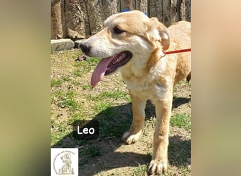 Leo – der kleine Beobachter mit großen Plänen!