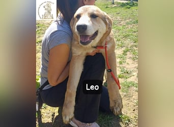 Leo – der kleine Beobachter mit großen Plänen!