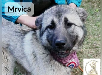 Mrvica – Schönheit mit Neugier auf das große Leben!