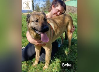 Beba – für Menschen, die das Echte suchen!