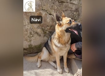 Navi – stark, sensibel, besonders – sucht ihr Gegenstück!
