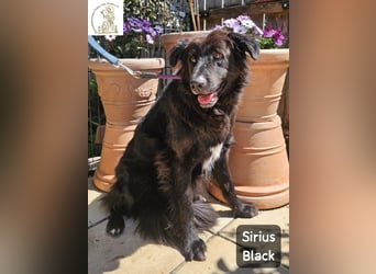 Sirius Black – Vier Pfoten, die einfach dazugehören wollen!