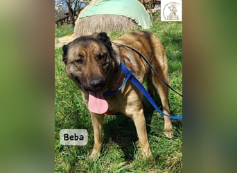 Beba – für Menschen, die das Echte suchen!