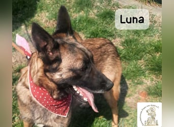 Luna – Köpfchen, Power und definitiv Pfeffer im Hintern