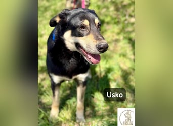 Usko – der, der lernen möchte, wie Leben wirklich geht!