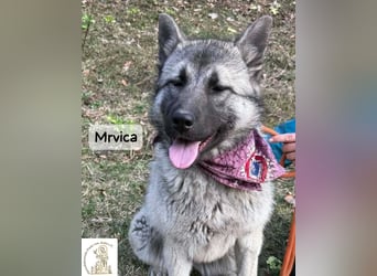 Mrvica – Schönheit mit Neugier auf das große Leben!