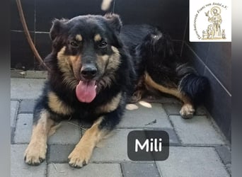 Mili – die perfekte Mischung aus Charme und Charakter!