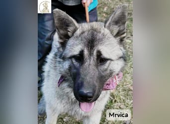 Mrvica – Schönheit mit Neugier auf das große Leben!