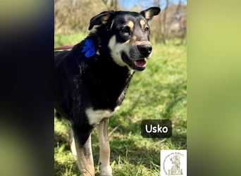 Usko – der, der lernen möchte, wie Leben wirklich geht!