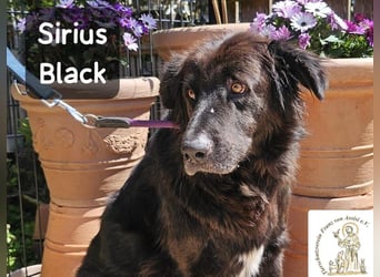 Sirius Black – Vier Pfoten, die einfach dazugehören wollen!
