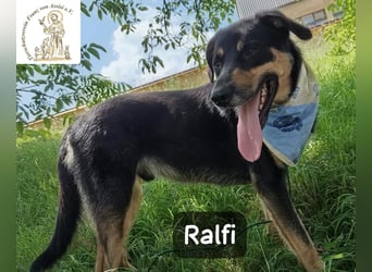 Ralfi – Für manche Hunde gibt es einfach nicht die richtigen Worte!