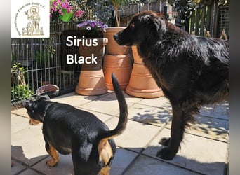 Sirius Black – Vier Pfoten, die einfach dazugehören wollen!