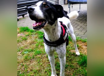 Toto sucht ein liebevolles Zuhause