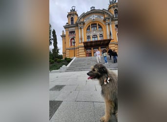 Süßer Smoky sucht liebe Familie