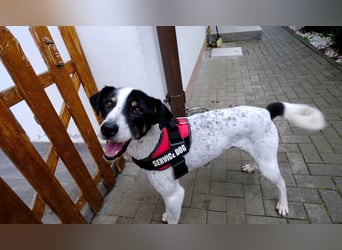 Toto sucht ein liebevolles Zuhause