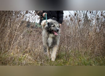 Süßer Smoky sucht liebe Familie