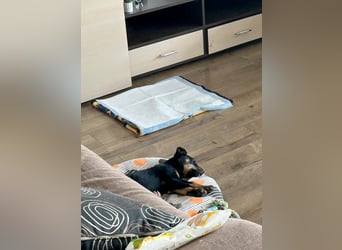 Goldstück Harika sucht ihre Familie