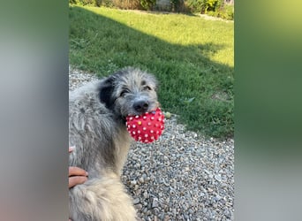 Süßer Smoky sucht liebe Familie