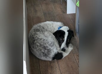 Toto sucht ein liebevolles Zuhause