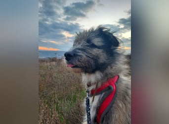 Süßer Smoky sucht liebe Familie