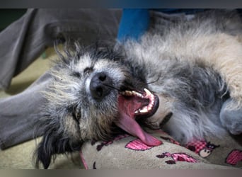 Süßer Smoky sucht liebe Familie