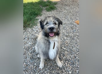 Süßer Smoky sucht liebe Familie