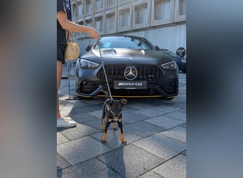 Goldstück Harika sucht ihre Familie