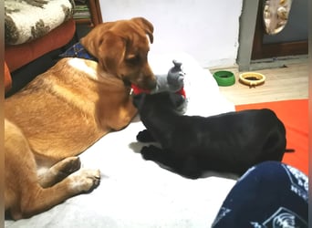 Knuffiger Toby sucht seine Familie