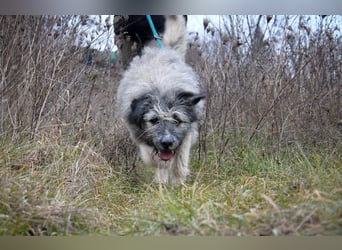 Süßer Smoky sucht liebe Familie