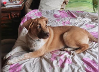 Knuffiger Toby sucht seine Familie