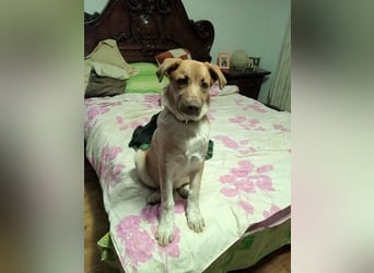 Knuffiger Toby sucht seine Familie