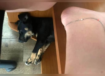 Goldstück Harika sucht ihre Familie