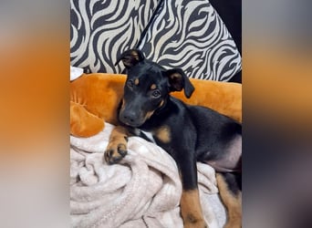 Goldstück Harika sucht ihre Familie
