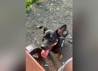 Goldstück Harika sucht ihre Familie