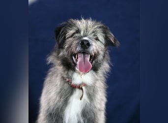 Süßer Smoky sucht liebe Familie