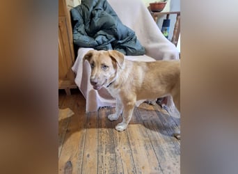 Knuffiger Toby sucht seine Familie