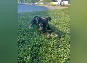 Goldstück Harika sucht ihre Familie