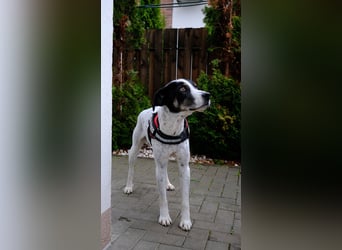 Toto sucht ein liebevolles Zuhause
