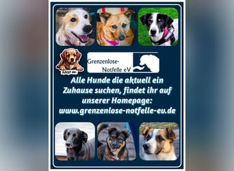 Goldstück Harika sucht ihre Familie