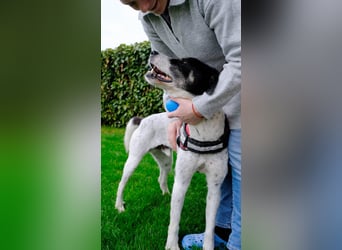 Toto sucht ein liebevolles Zuhause